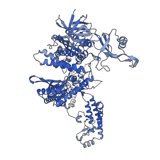 17795_8qj7_A_v1-0
Cryo-EM structure of human DNA polymerase alpha-primase in pre-initiation stage 1