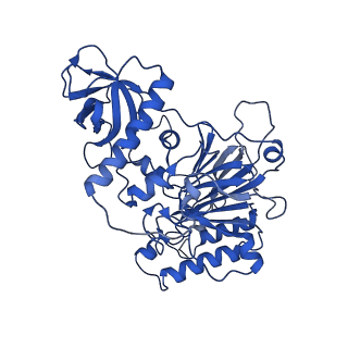 17795_8qj7_B_v1-0
Cryo-EM structure of human DNA polymerase alpha-primase in pre-initiation stage 1