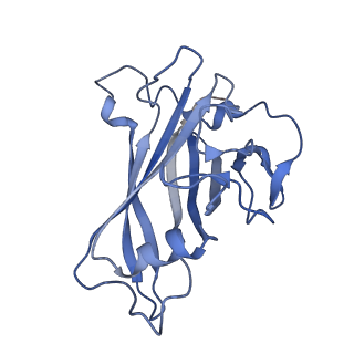 18454_8qjy_C_v1-2
Human Adenovirus type 11 fiber knob in complex with two copies of its cell receptor, Desmoglein-2