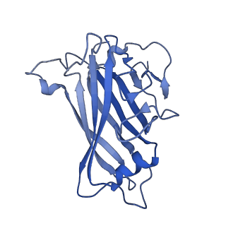 18455_8qk3_C_v1-2
Human Adenovirus type 11 fiber knob in complex with its cell receptors, Desmoglein-2 and CD46
