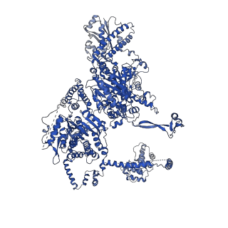 4577_6ql5_C_v1-1
Structure of fatty acid synthase complex with bound gamma subunit from Saccharomyces cerevisiae at 2.8 angstrom