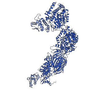 4577_6ql5_K_v1-1
Structure of fatty acid synthase complex with bound gamma subunit from Saccharomyces cerevisiae at 2.8 angstrom