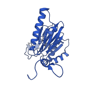 4591_6qm8_E_v1-2
Leishmania tarentolae proteasome 20S subunit apo structure