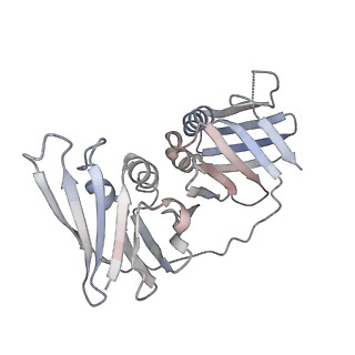 14078_7qnz_D_v1-0
human Lig1-DNA-PCNA complex reconstituted in absence of ATP