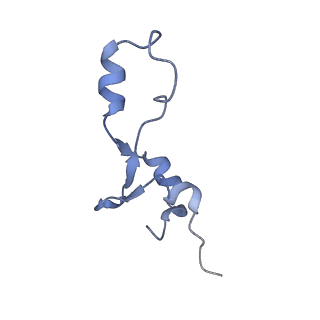 18558_8qpp_3_v1-2
Bacillus subtilis MutS2-collided disome complex (stalled 70S)
