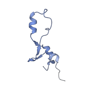 18558_8qpp_3_v1-3
Bacillus subtilis MutS2-collided disome complex (stalled 70S)