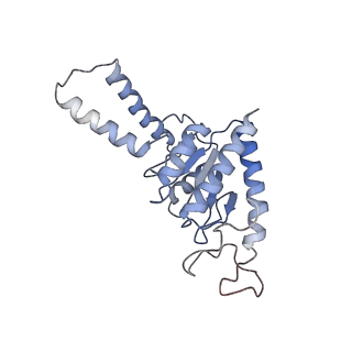 18558_8qpp_B_v1-2
Bacillus subtilis MutS2-collided disome complex (stalled 70S)