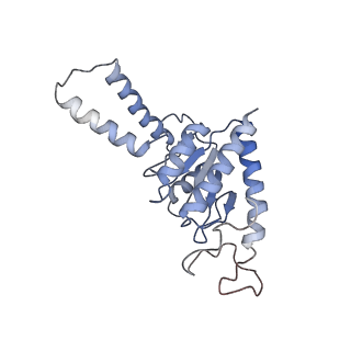 18558_8qpp_B_v1-3
Bacillus subtilis MutS2-collided disome complex (stalled 70S)