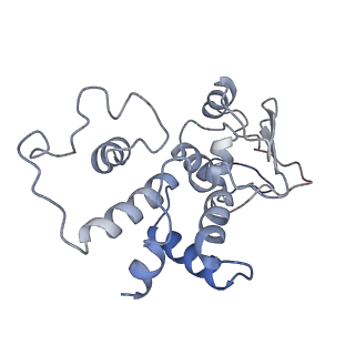18558_8qpp_D_v1-2
Bacillus subtilis MutS2-collided disome complex (stalled 70S)