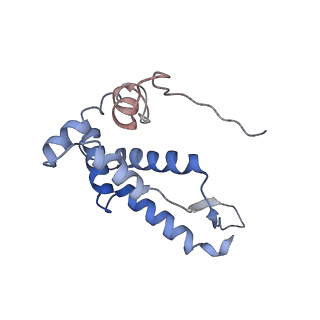 18558_8qpp_G_v1-2
Bacillus subtilis MutS2-collided disome complex (stalled 70S)
