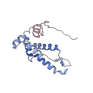 18558_8qpp_G_v1-3
Bacillus subtilis MutS2-collided disome complex (stalled 70S)