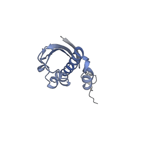 18558_8qpp_I_v1-2
Bacillus subtilis MutS2-collided disome complex (stalled 70S)