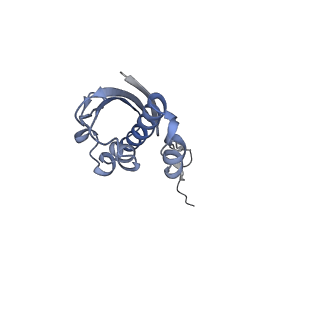 18558_8qpp_I_v1-3
Bacillus subtilis MutS2-collided disome complex (stalled 70S)