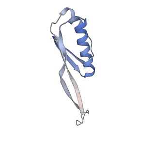 18558_8qpp_J_v1-3
Bacillus subtilis MutS2-collided disome complex (stalled 70S)