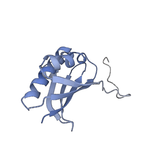 18558_8qpp_K_v1-2
Bacillus subtilis MutS2-collided disome complex (stalled 70S)