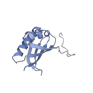 18558_8qpp_K_v1-3
Bacillus subtilis MutS2-collided disome complex (stalled 70S)