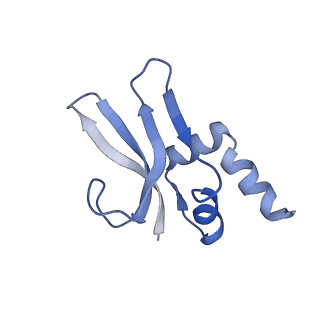 18558_8qpp_P_v1-3
Bacillus subtilis MutS2-collided disome complex (stalled 70S)