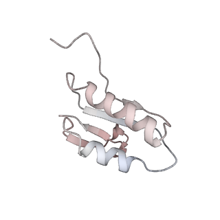 18558_8qpp_W_v1-3
Bacillus subtilis MutS2-collided disome complex (stalled 70S)