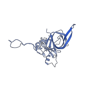 18558_8qpp_a_v1-2
Bacillus subtilis MutS2-collided disome complex (stalled 70S)