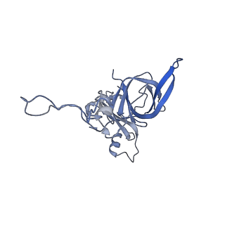 18558_8qpp_a_v1-3
Bacillus subtilis MutS2-collided disome complex (stalled 70S)