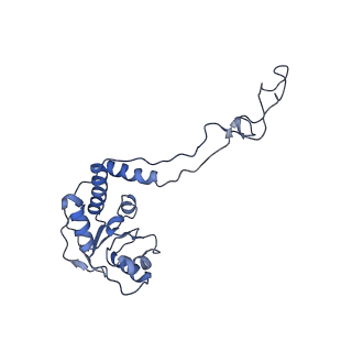 18558_8qpp_b_v1-2
Bacillus subtilis MutS2-collided disome complex (stalled 70S)
