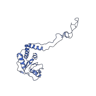 18558_8qpp_b_v1-3
Bacillus subtilis MutS2-collided disome complex (stalled 70S)