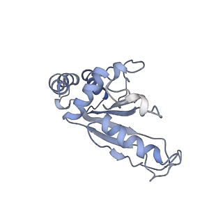 18558_8qpp_c_v1-2
Bacillus subtilis MutS2-collided disome complex (stalled 70S)