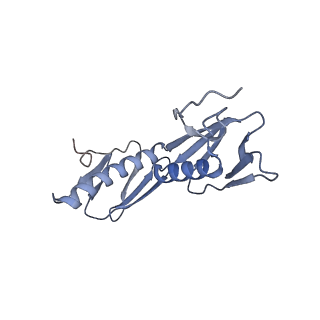 18558_8qpp_d_v1-2
Bacillus subtilis MutS2-collided disome complex (stalled 70S)