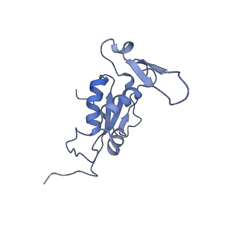 18558_8qpp_e_v1-2
Bacillus subtilis MutS2-collided disome complex (stalled 70S)