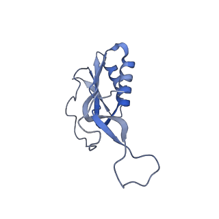 18558_8qpp_j_v1-2
Bacillus subtilis MutS2-collided disome complex (stalled 70S)