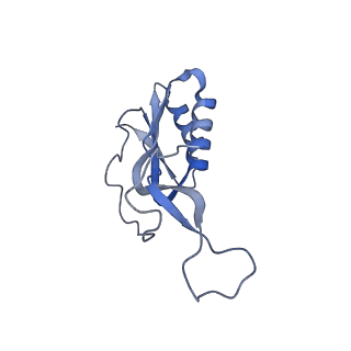 18558_8qpp_j_v1-3
Bacillus subtilis MutS2-collided disome complex (stalled 70S)