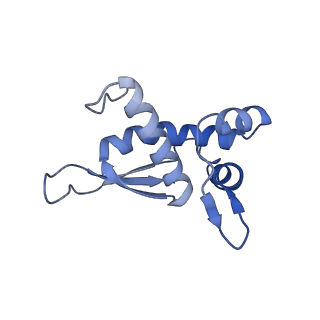 18558_8qpp_k_v1-2
Bacillus subtilis MutS2-collided disome complex (stalled 70S)