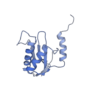 18558_8qpp_l_v1-2
Bacillus subtilis MutS2-collided disome complex (stalled 70S)