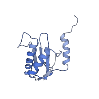 18558_8qpp_l_v1-3
Bacillus subtilis MutS2-collided disome complex (stalled 70S)