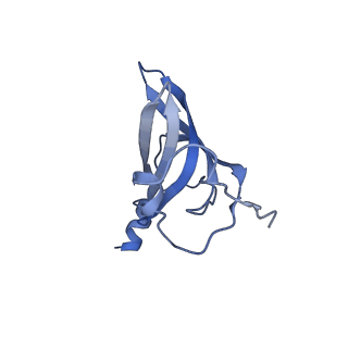 18558_8qpp_m_v1-3
Bacillus subtilis MutS2-collided disome complex (stalled 70S)