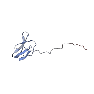 18558_8qpp_u_v1-2
Bacillus subtilis MutS2-collided disome complex (stalled 70S)
