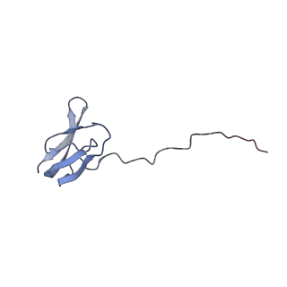 18558_8qpp_u_v1-3
Bacillus subtilis MutS2-collided disome complex (stalled 70S)