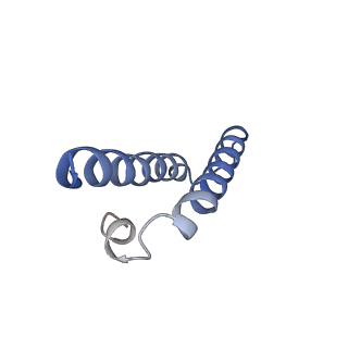 18558_8qpp_w_v1-3
Bacillus subtilis MutS2-collided disome complex (stalled 70S)