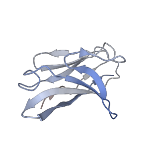 18560_8qpr_D_v1-0
SARS-CoV-2 S protein bound to human neutralising antibody UZGENT_G5