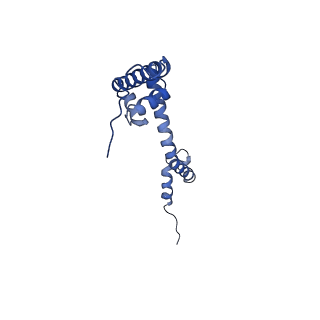 17720_8qsj_R_v1-0
Human mitoribosomal large subunit assembly intermediate 2 with GTPBP7