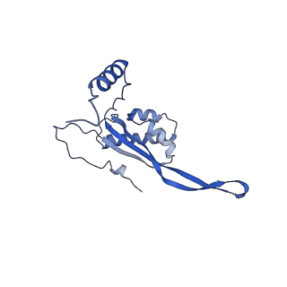 17720_8qsj_T_v1-0
Human mitoribosomal large subunit assembly intermediate 2 with GTPBP7