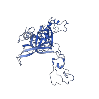 4630_6qt0_C_v1-2
Cryo-EM structures of Lsg1-TAP pre-60S ribosomal particles