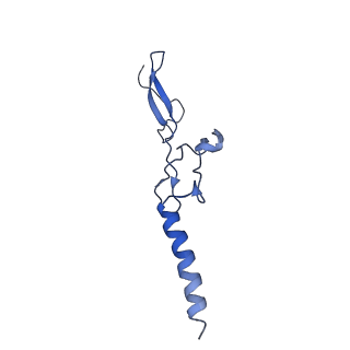4630_6qt0_g_v1-2
Cryo-EM structures of Lsg1-TAP pre-60S ribosomal particles