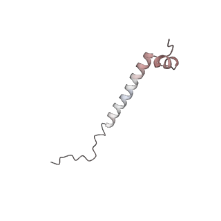 4636_6qtz_z_v1-1
Cryo-EM structures of Lsg1-TAP pre-60S ribosomal particles