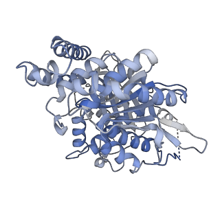 14147_7quc_A_v1-1
D. melanogaster alpha/beta tubulin heterodimer in the GDP form