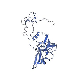 14181_7qvp_LA_v1-1
Human collided disome (di-ribosome) stalled on XBP1 mRNA