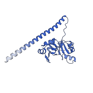 14181_7qvp_LF_v1-1
Human collided disome (di-ribosome) stalled on XBP1 mRNA