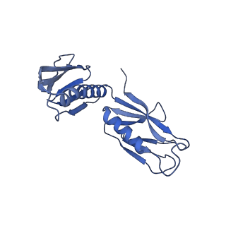 14181_7qvp_LH_v1-1
Human collided disome (di-ribosome) stalled on XBP1 mRNA