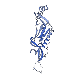 14181_7qvp_LI_v1-1
Human collided disome (di-ribosome) stalled on XBP1 mRNA