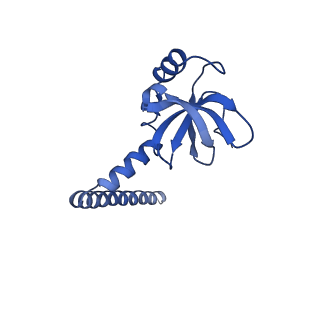 14181_7qvp_LM_v1-1
Human collided disome (di-ribosome) stalled on XBP1 mRNA